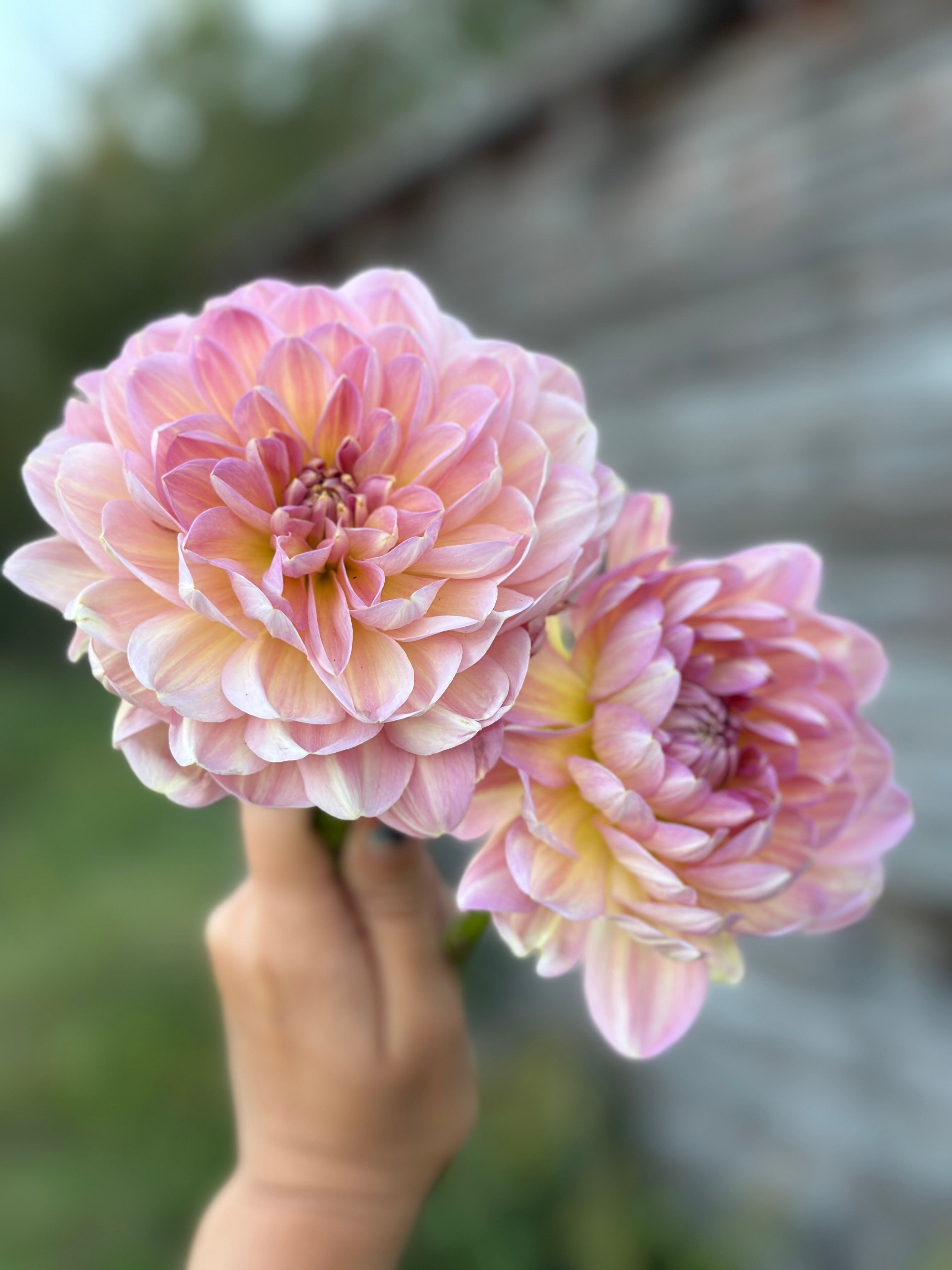 Hapet Old Charm- LIMIT 2 – Torch River Flower Farm