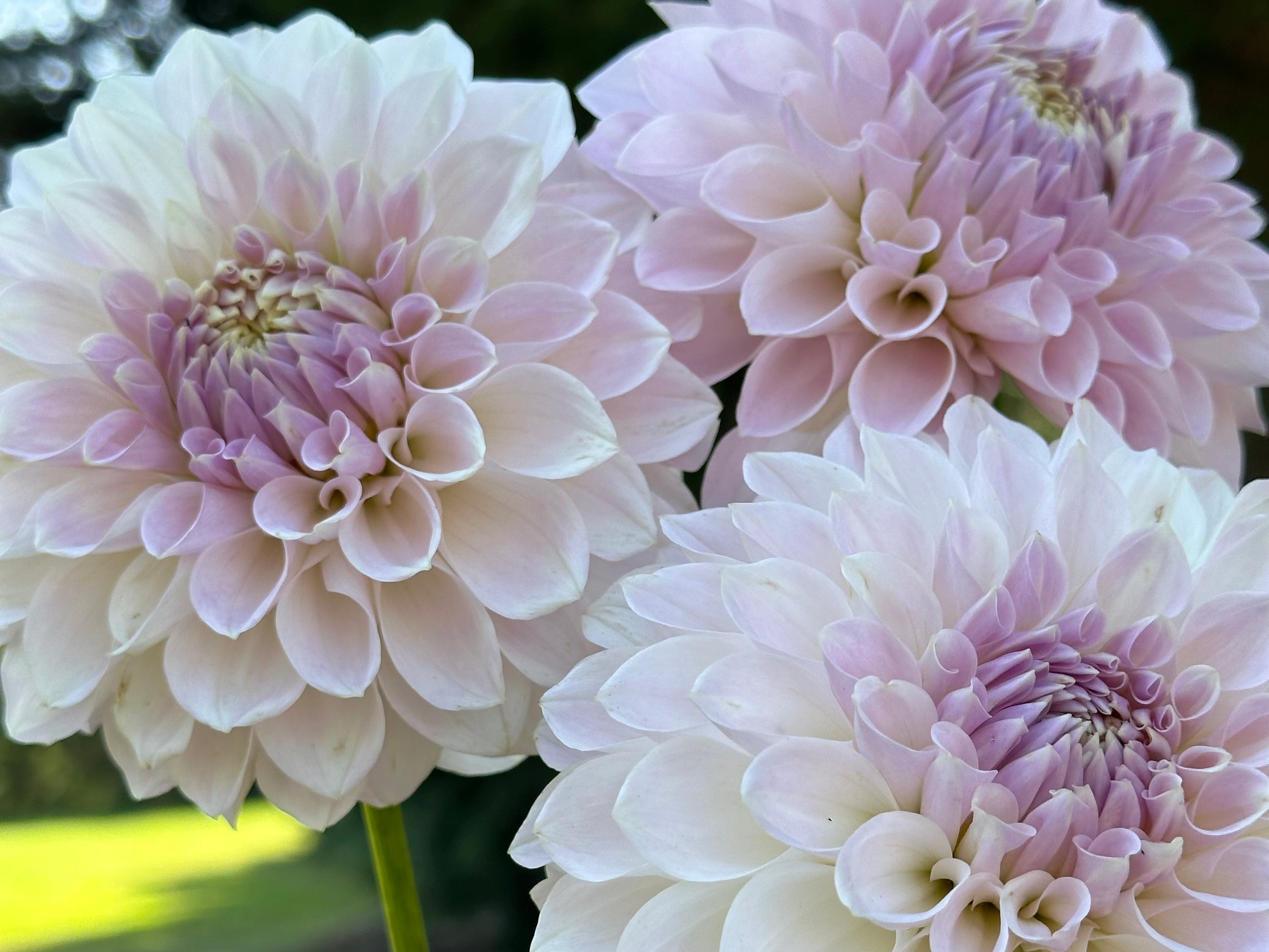 Lakeview Premier- LIMIT 1