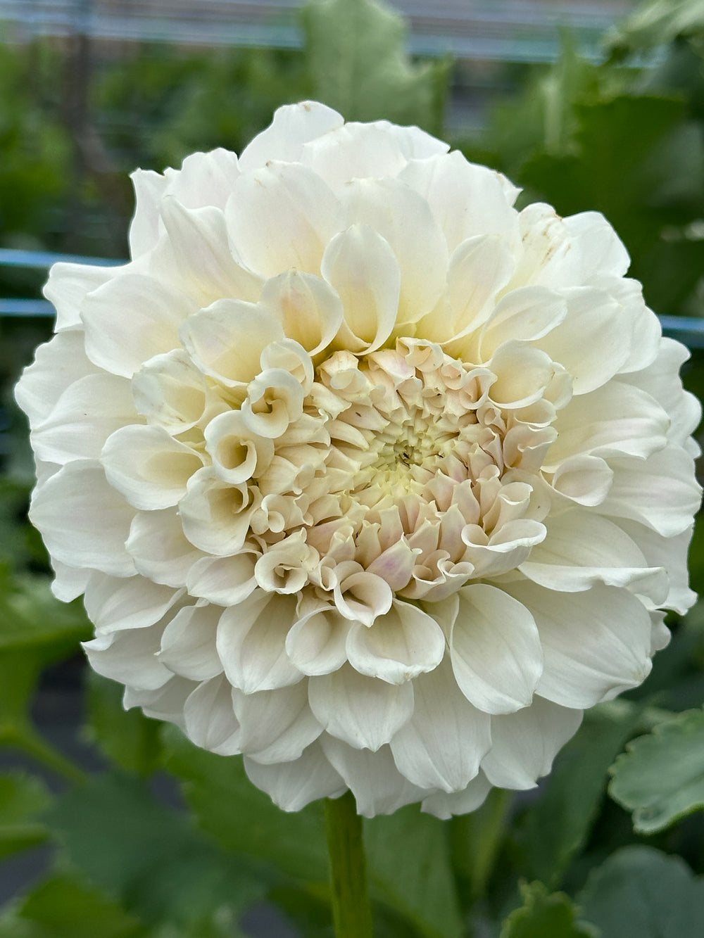 Irish Ruffles