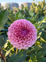 Bracken Rose (USA)
