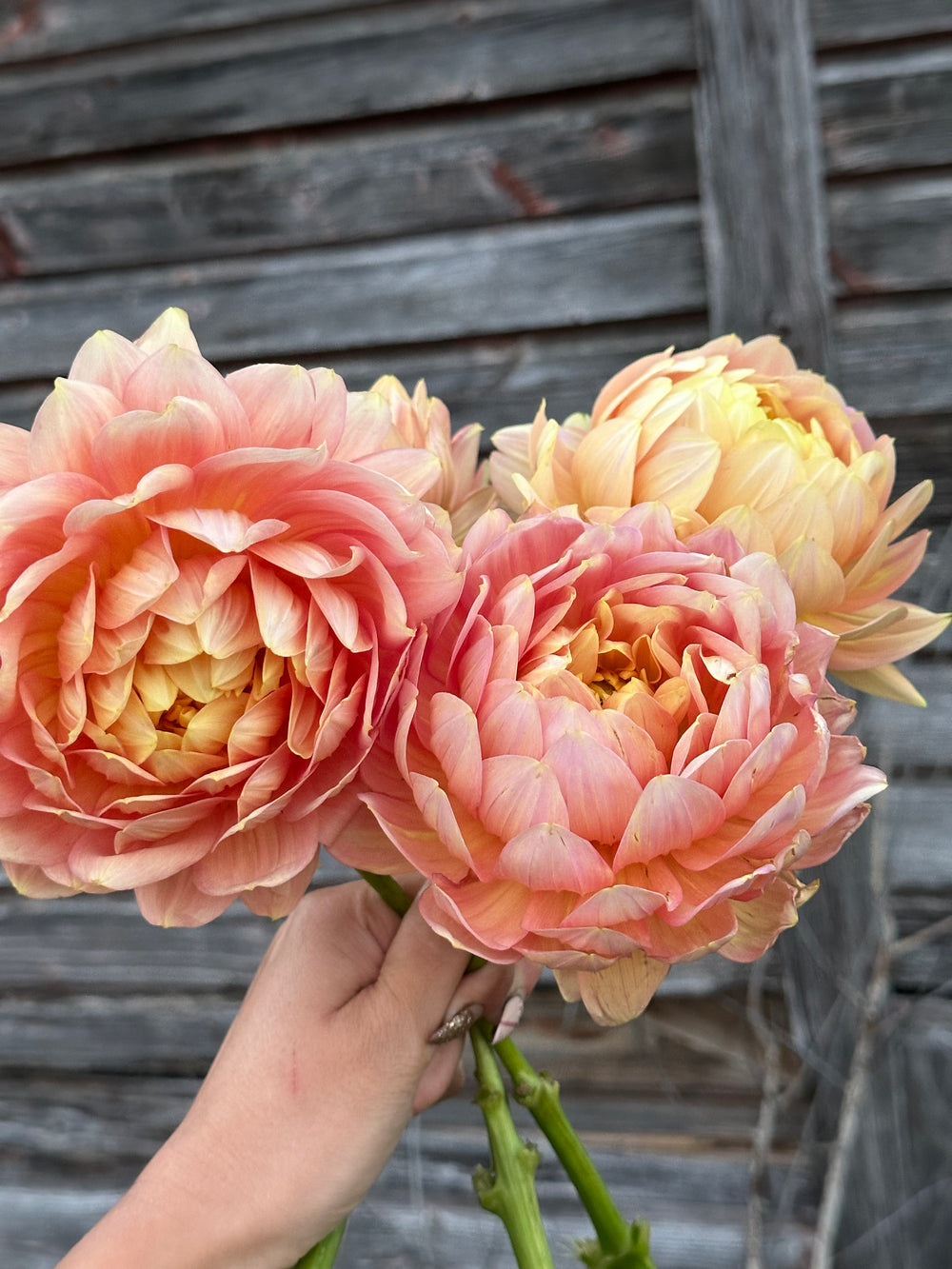 Hollyhill Serenity- LIMIT 2