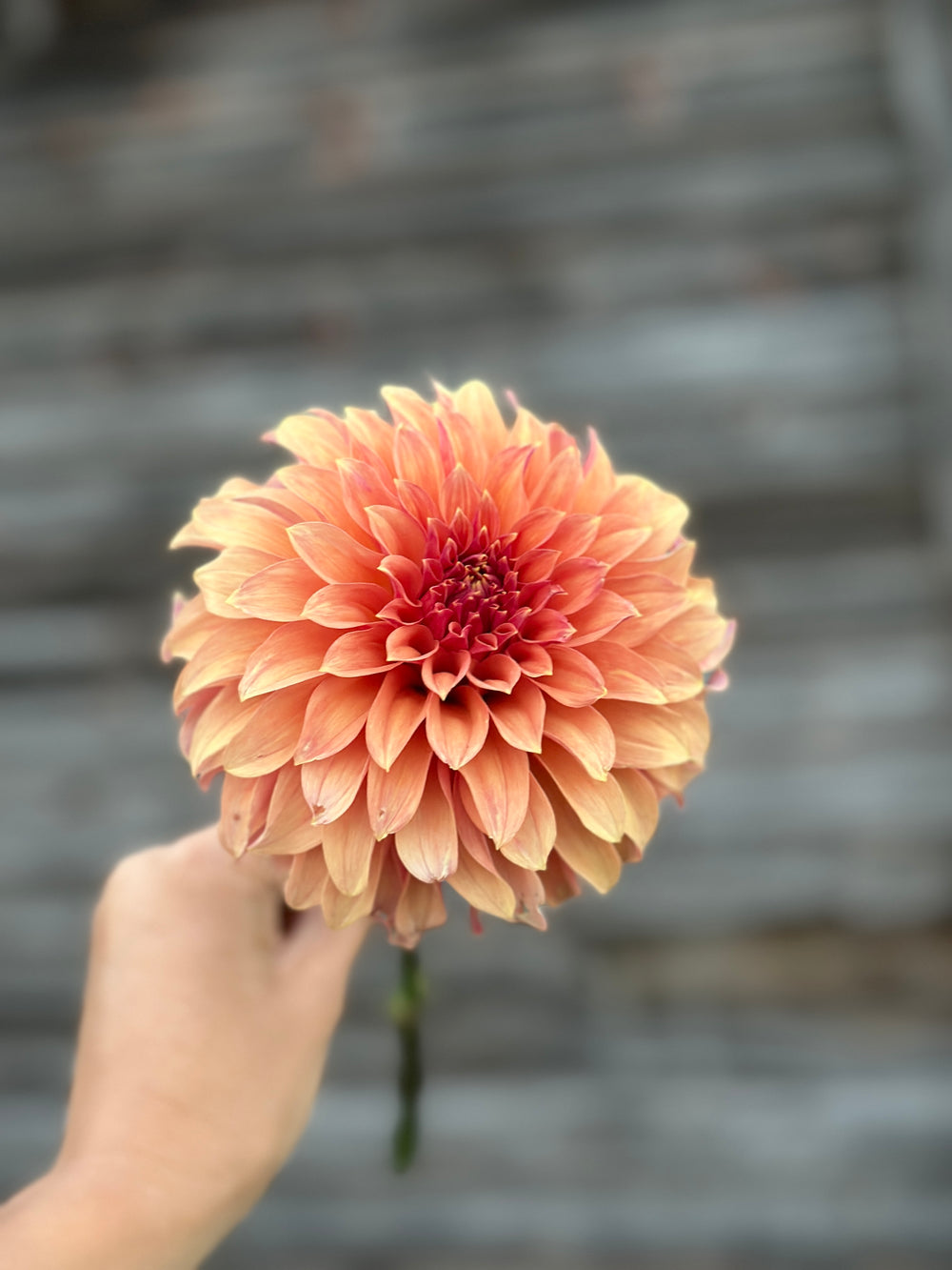 River’s Can’t Elope- LIMIT 1