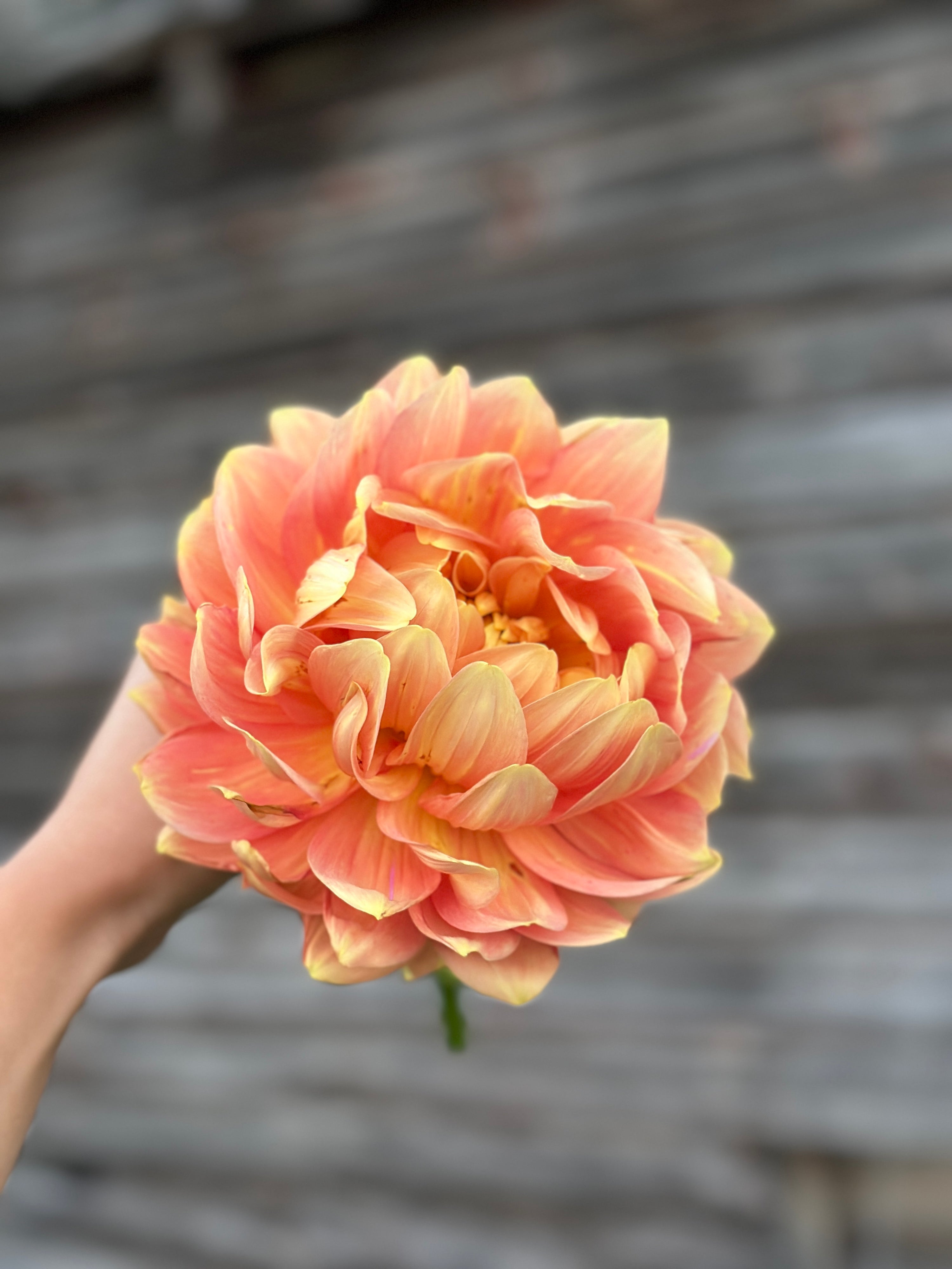 Hollyhill Serenity- LIMIT 2