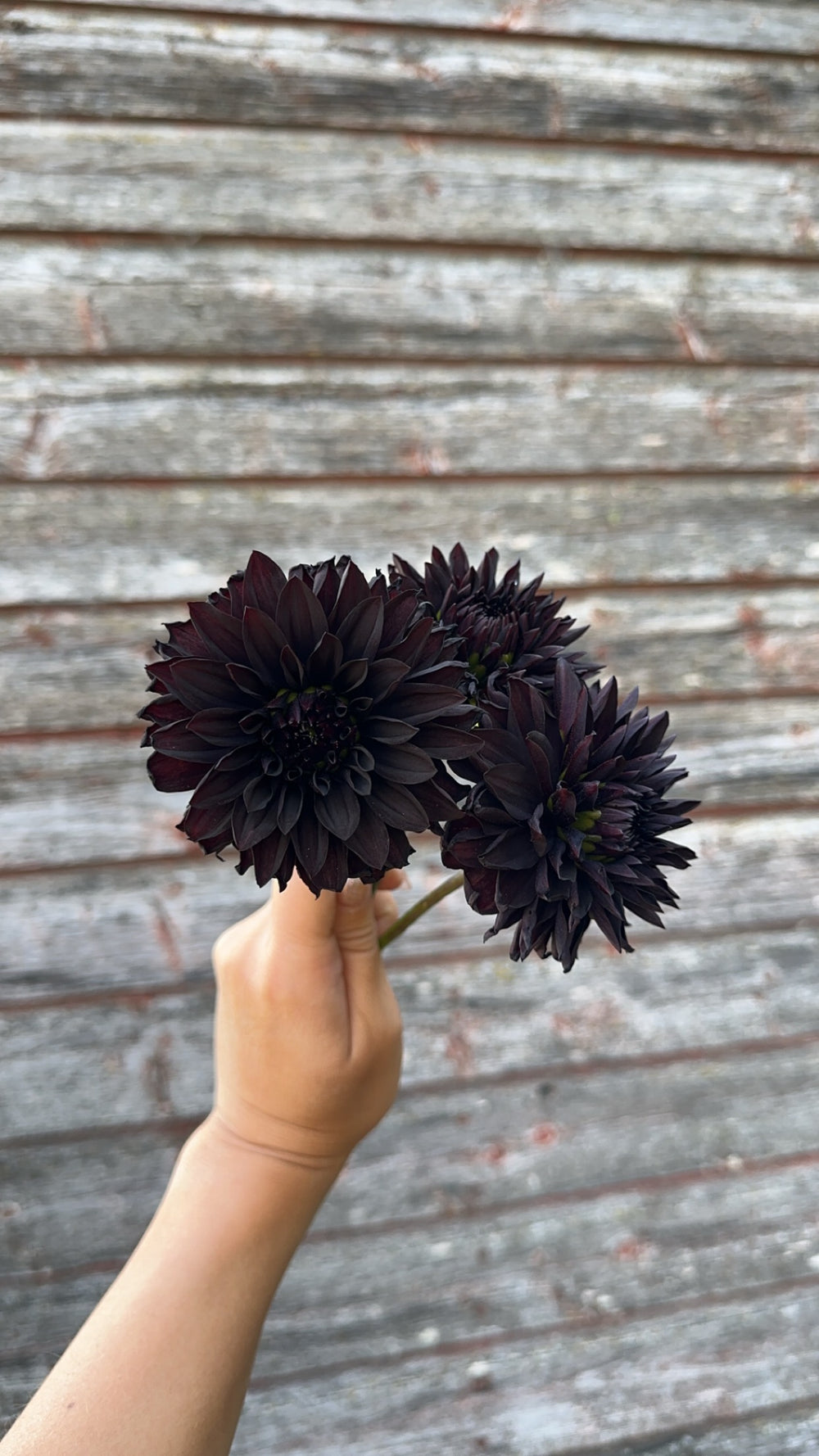 Czarny Charakter- LIMIT 1