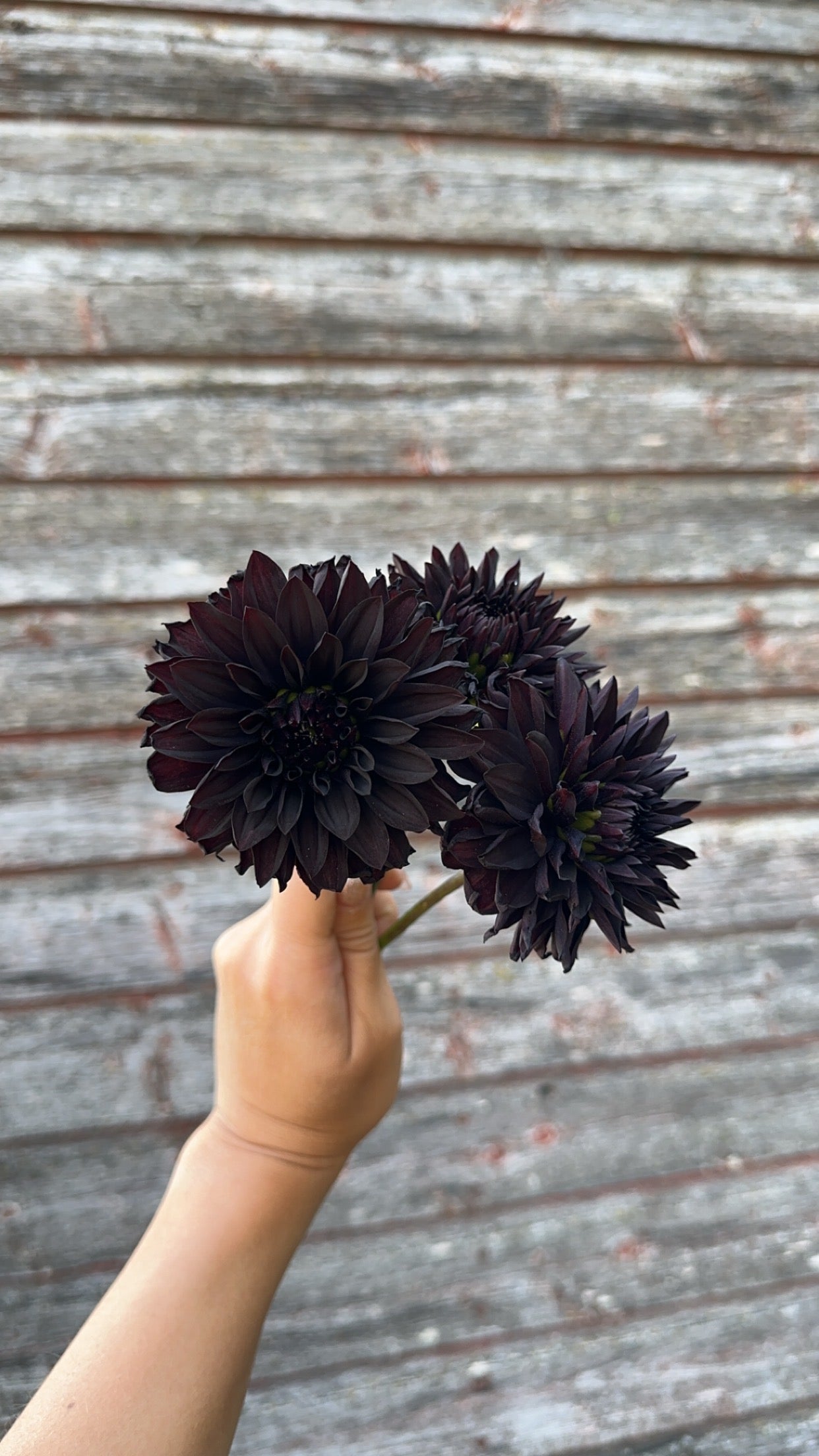 Czarny Charakter- LIMIT 1