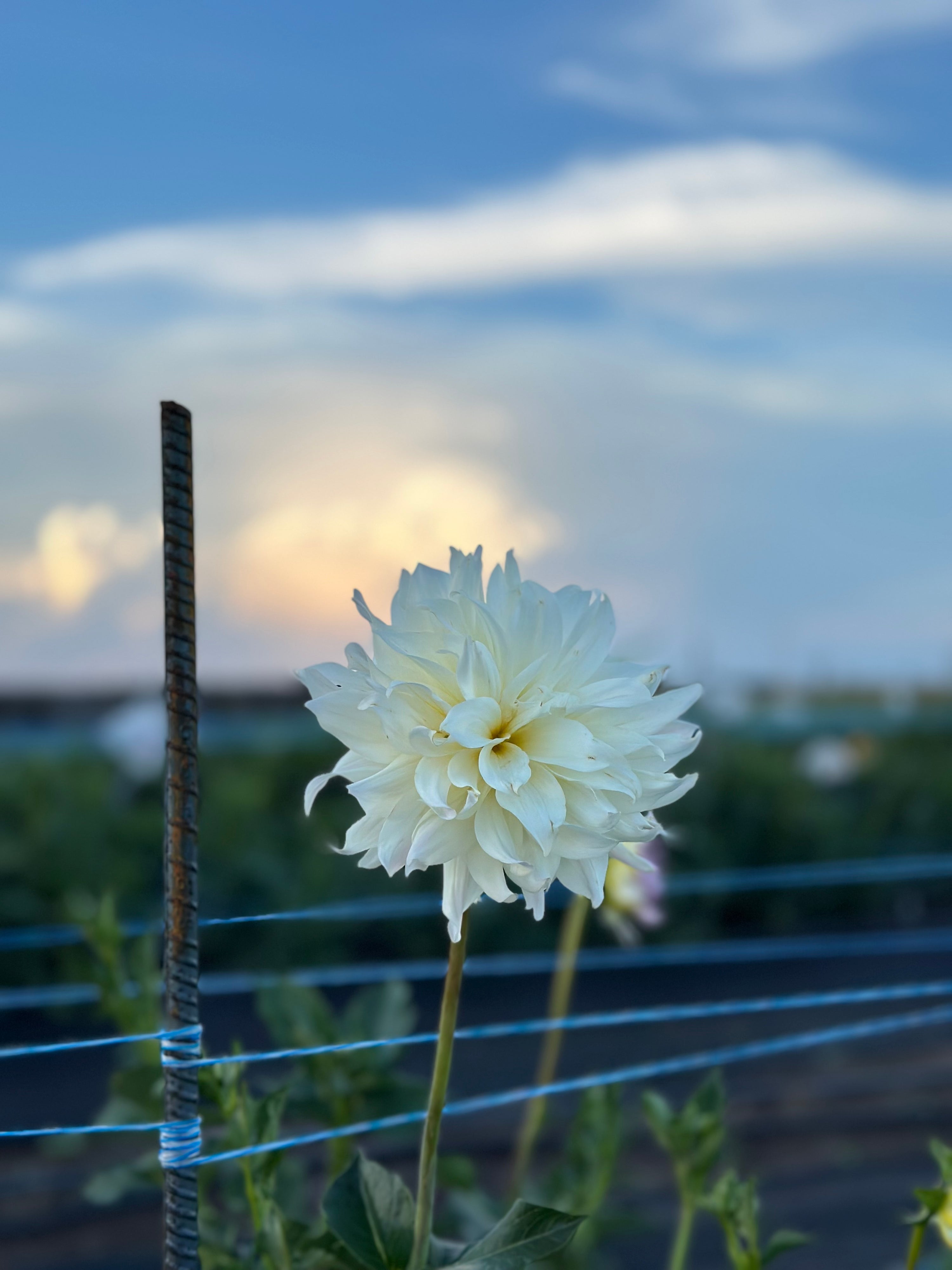 Tahoma Early Dawn