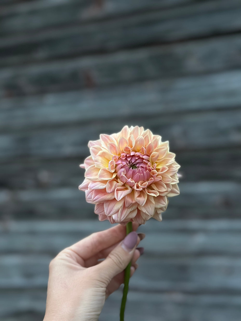 RM Summer Haze- LIMIT 1