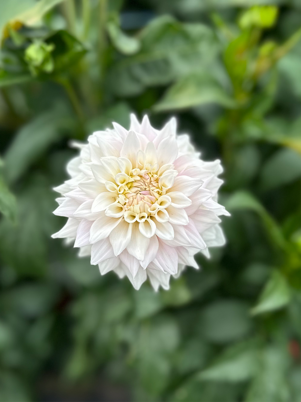 Lee’s Blushed Charmeuse