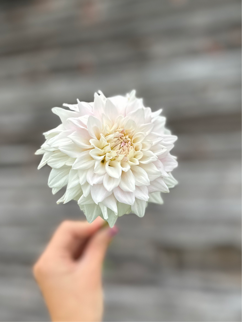 Lee’s Blushed Charmeuse