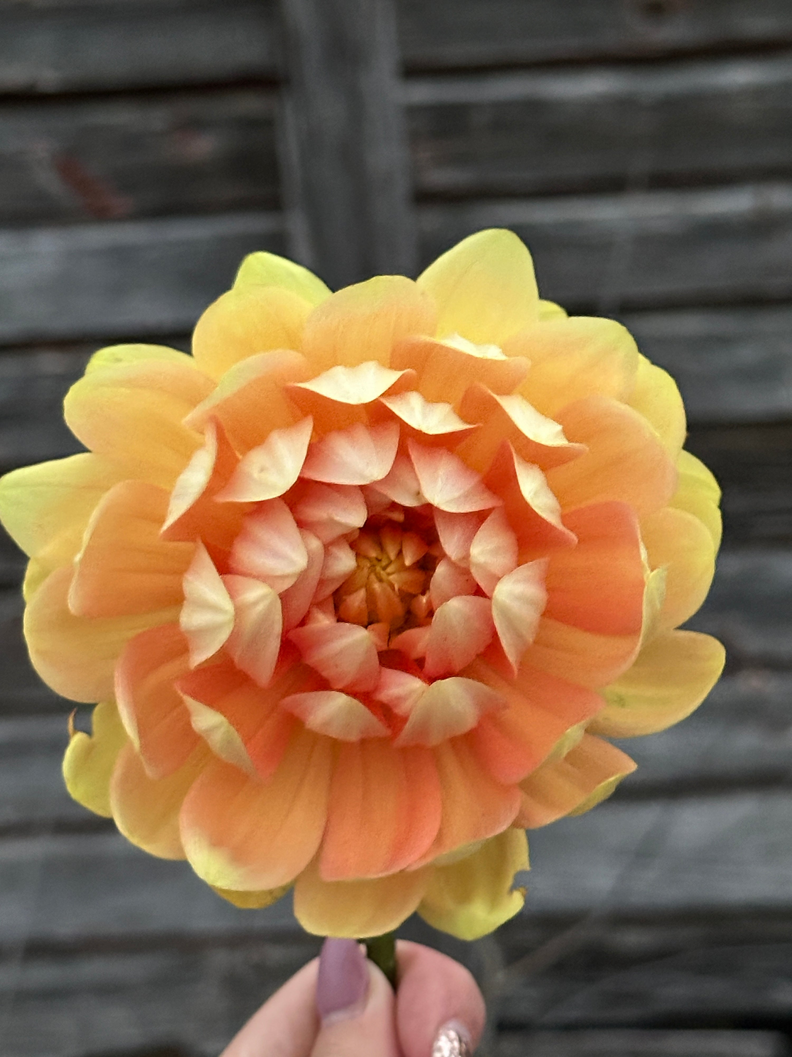 Sandia Susan