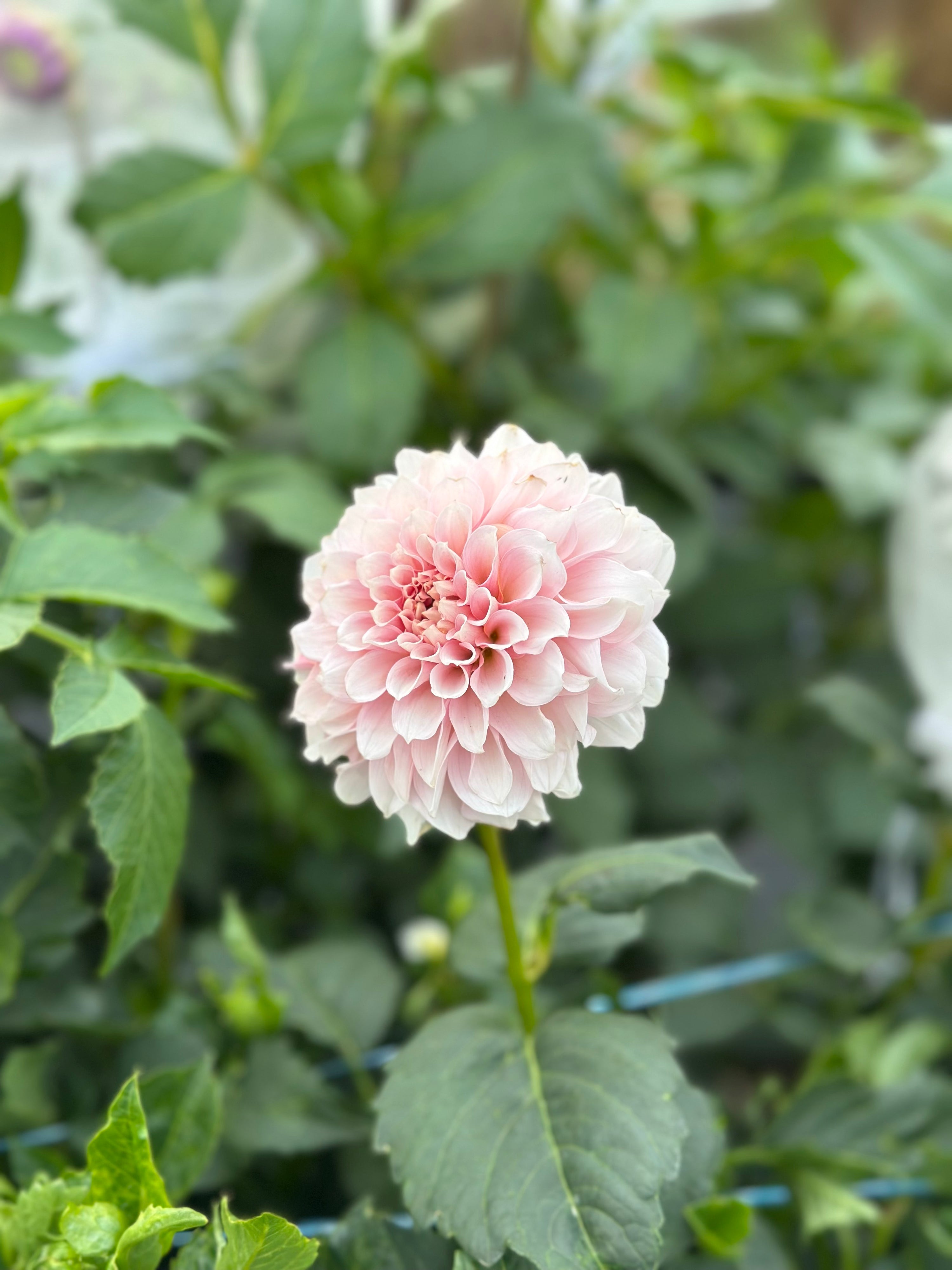 Levi’s Opal Twist- LIMIT 2