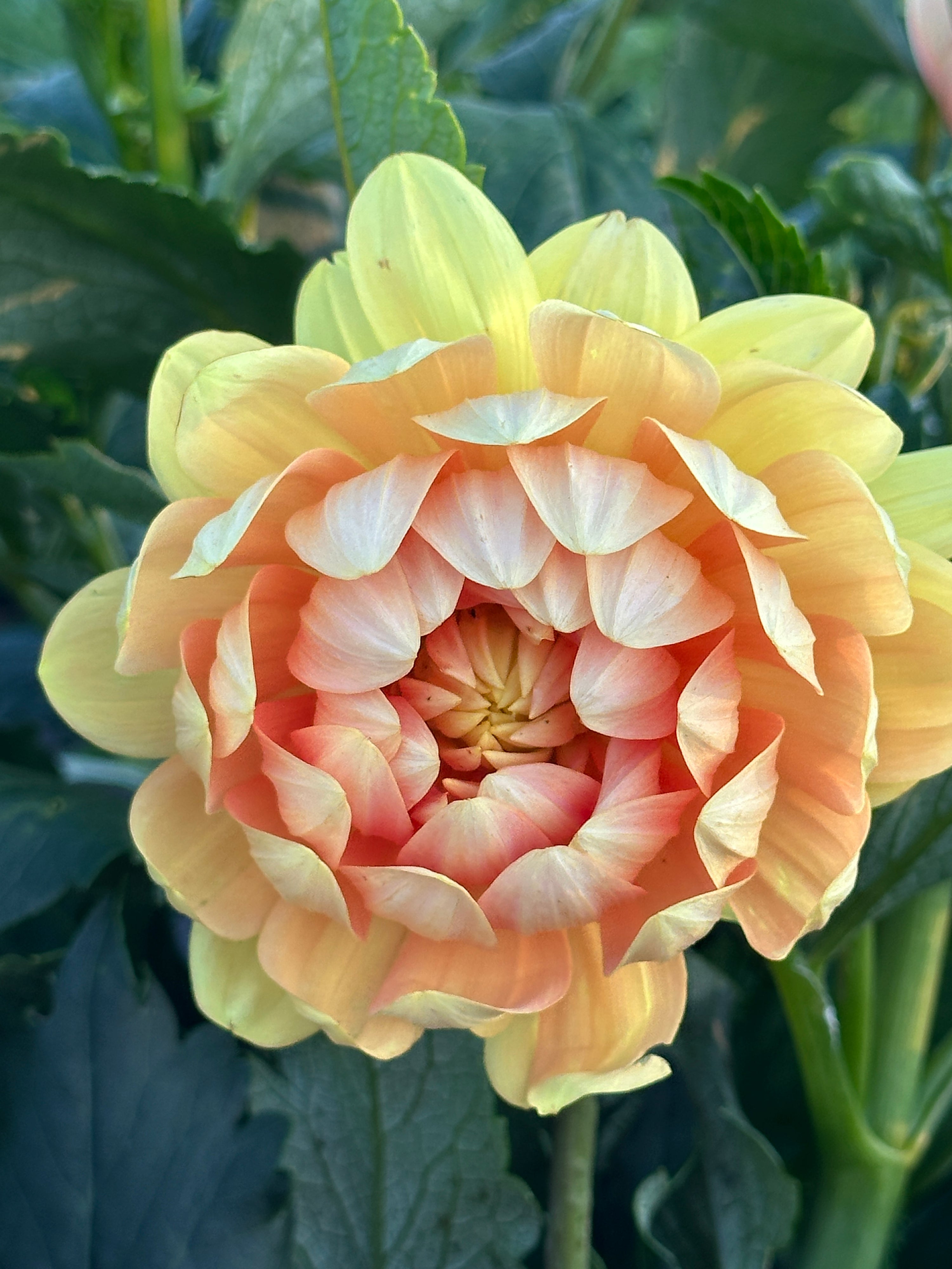 Sandia Susan