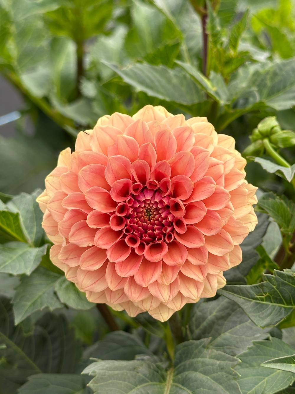 Rose Toscano