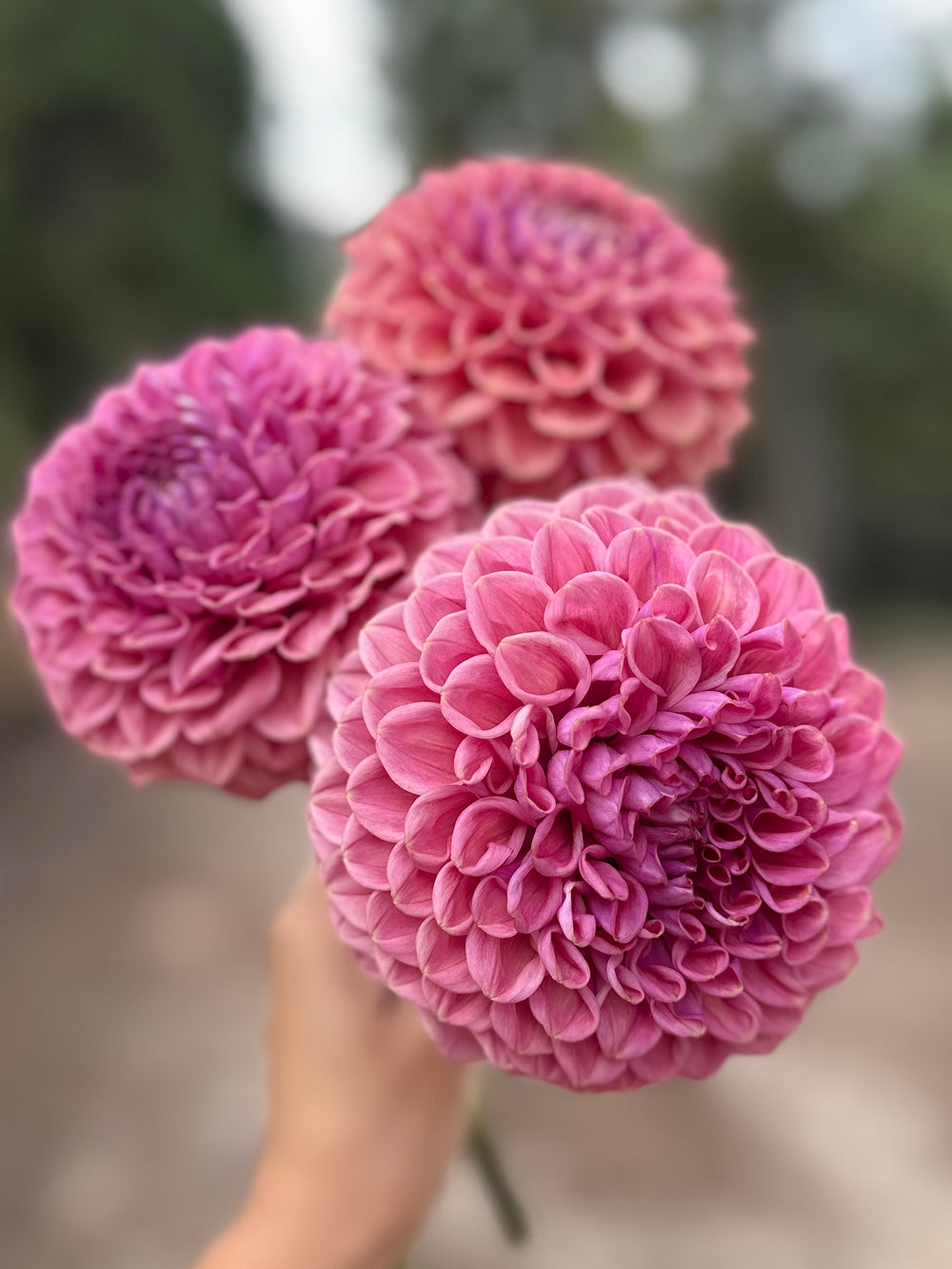 Winkie Truffle- LIMIT 1