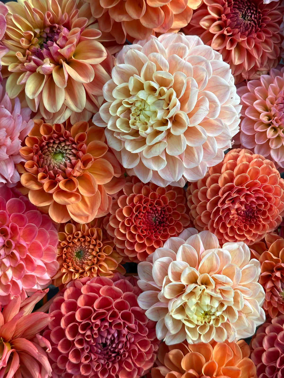 Torch River Flower Farm